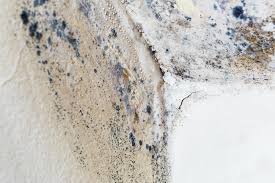 Mold Documentation for Insurance Claims in Dallas, TX